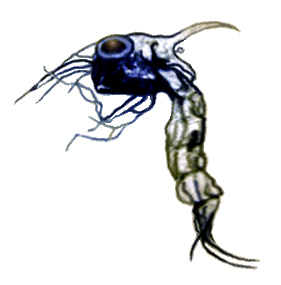 Protozoea