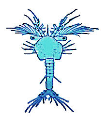 Zoea