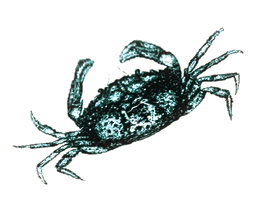 Megalops