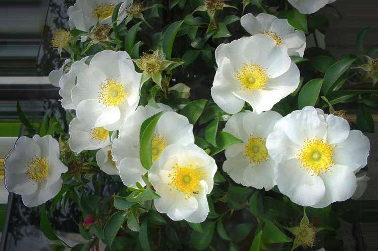 Finding the Flower - an artwork by T Newfields begun in Nov. 2001 and finished in June 2002 in Nagoya, Japan