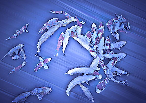 Pelagic Echoes - an image by T Newfields
