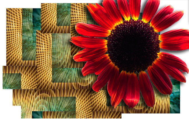 Desert Bloom -  an art work by T Newfields