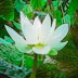 &Eacute;tang de Lotus