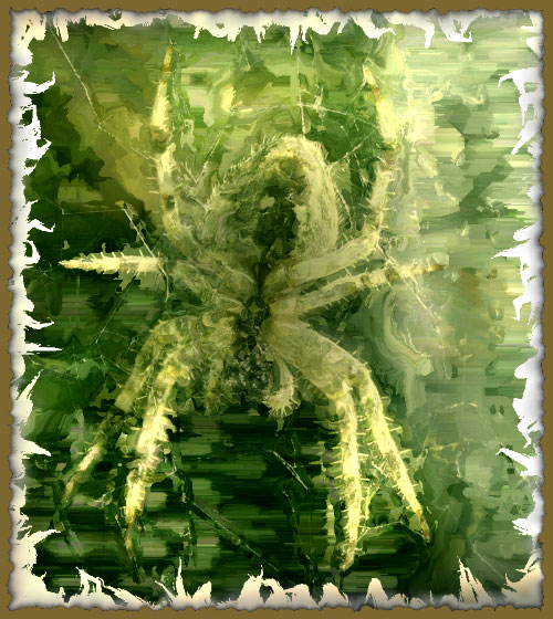 Méditation d'Araignée - T Newfields